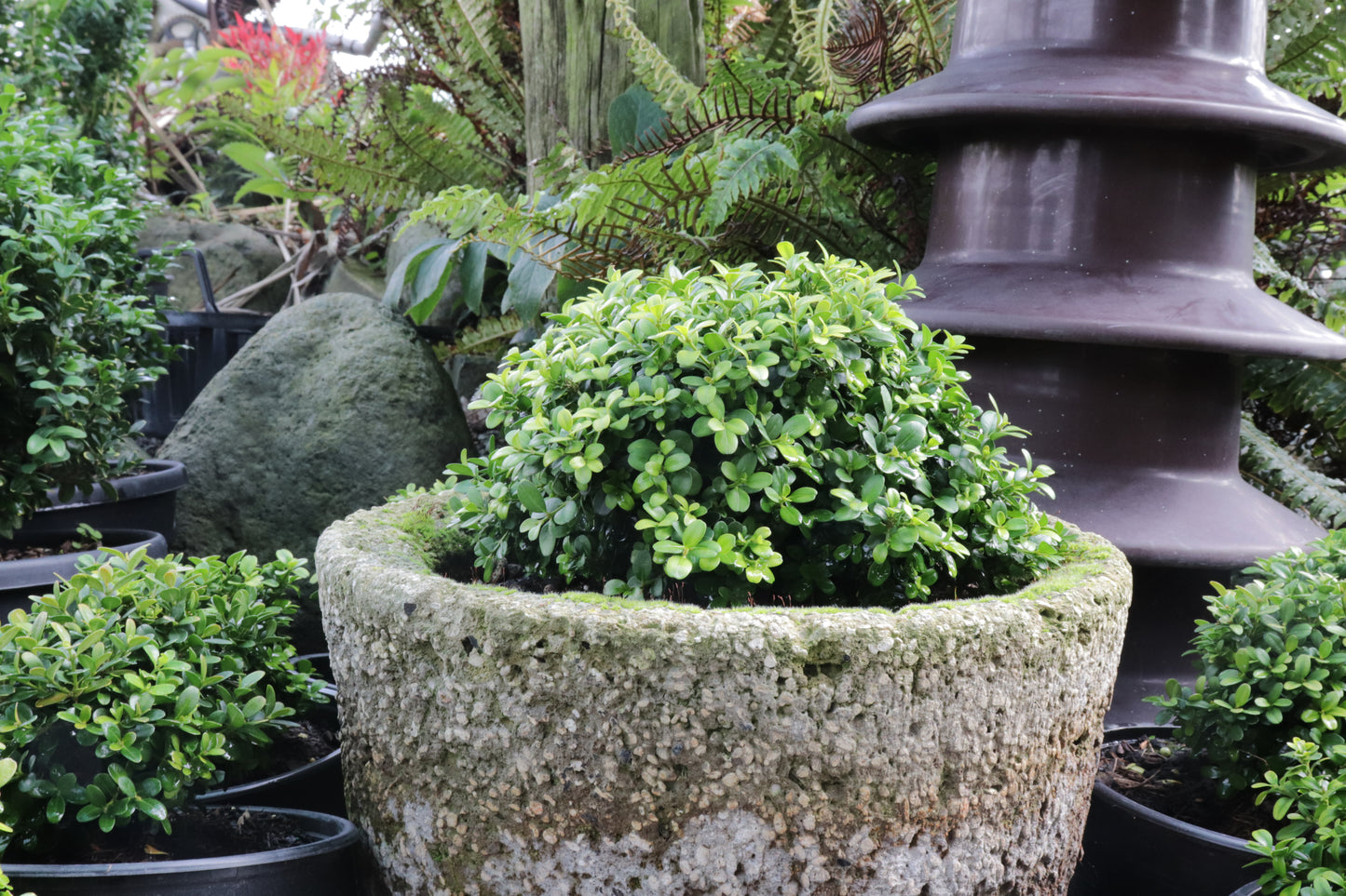 Buxus microphylla var. Japonica Morris Midget 2