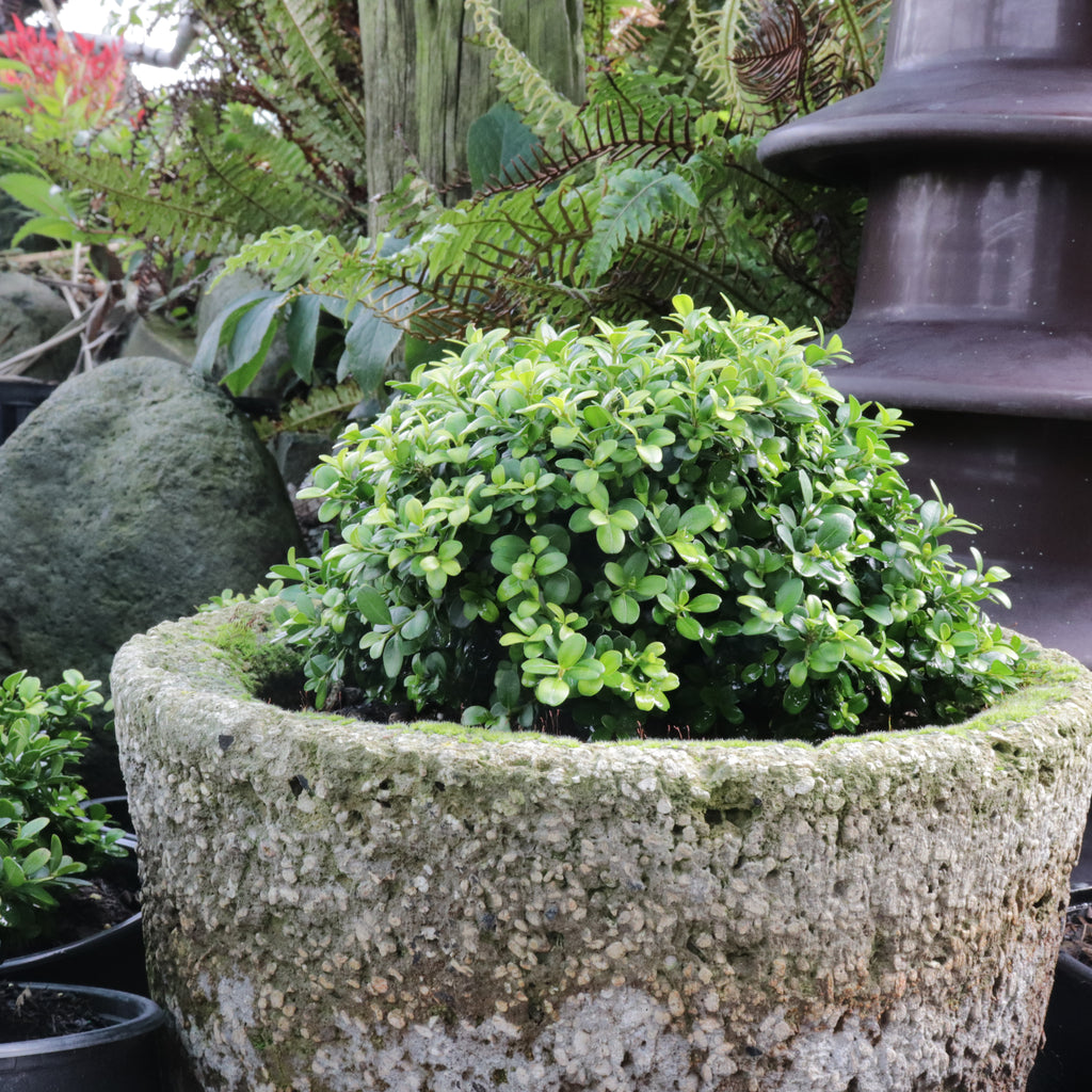 Buxus microphylla var. Japonica Morris Midget Image