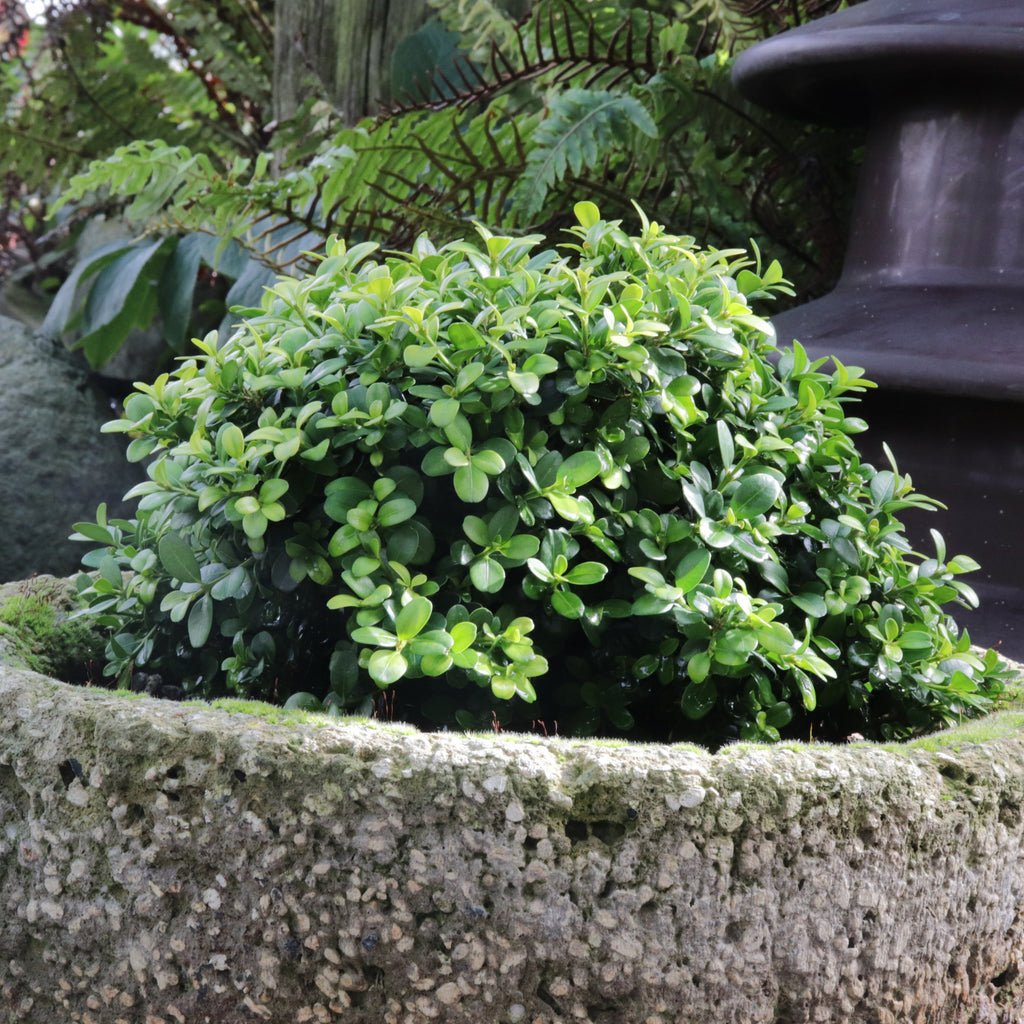 Buxus microphylla var. Japonica Morris Midget Image