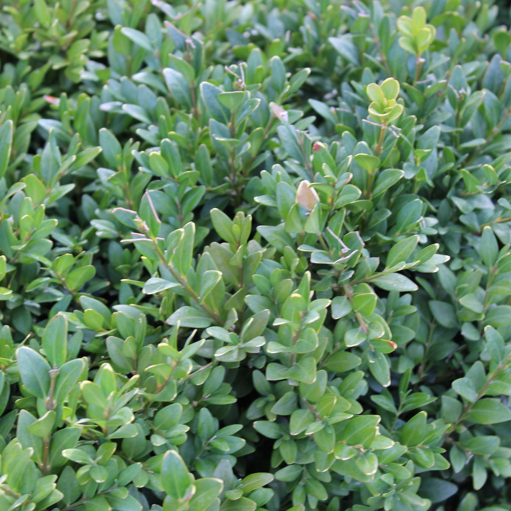 Buxus sempervirens Topiary Image