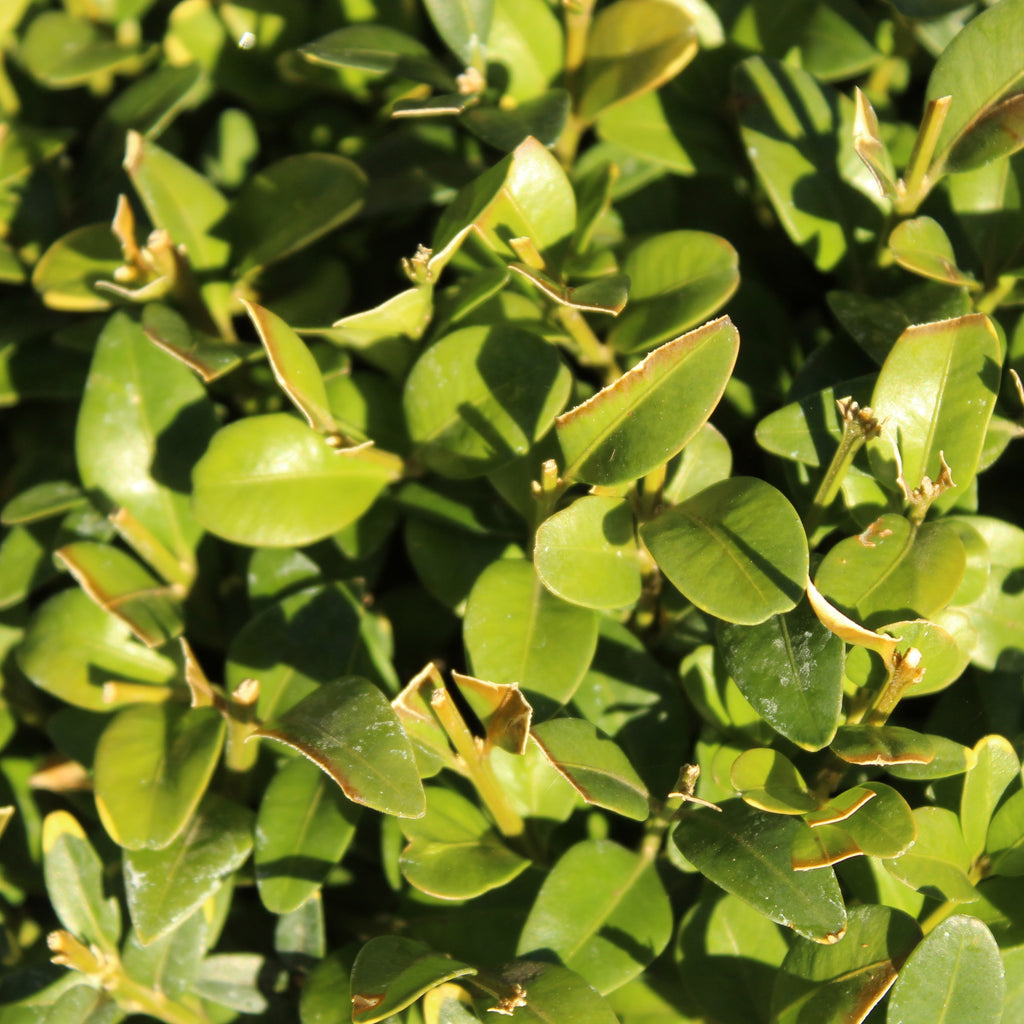 Buxus suffruticosa Green Gem Image