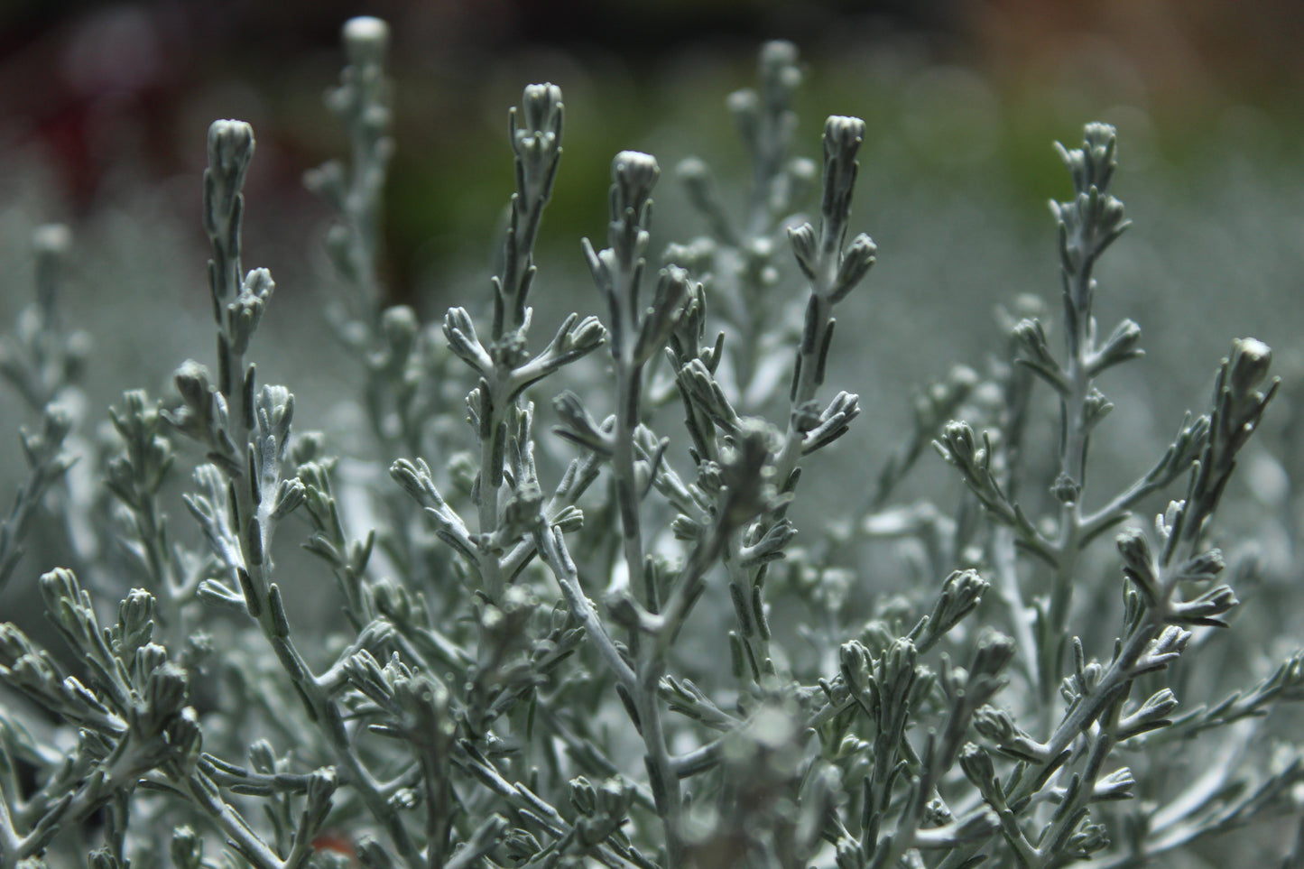 Calocephalus brownii