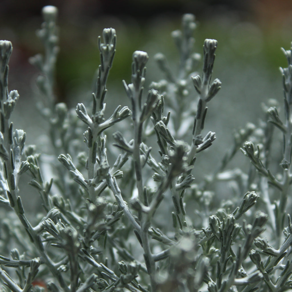 Calocephalus brownii Image