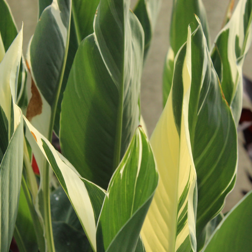 Canna Stuttgart Image