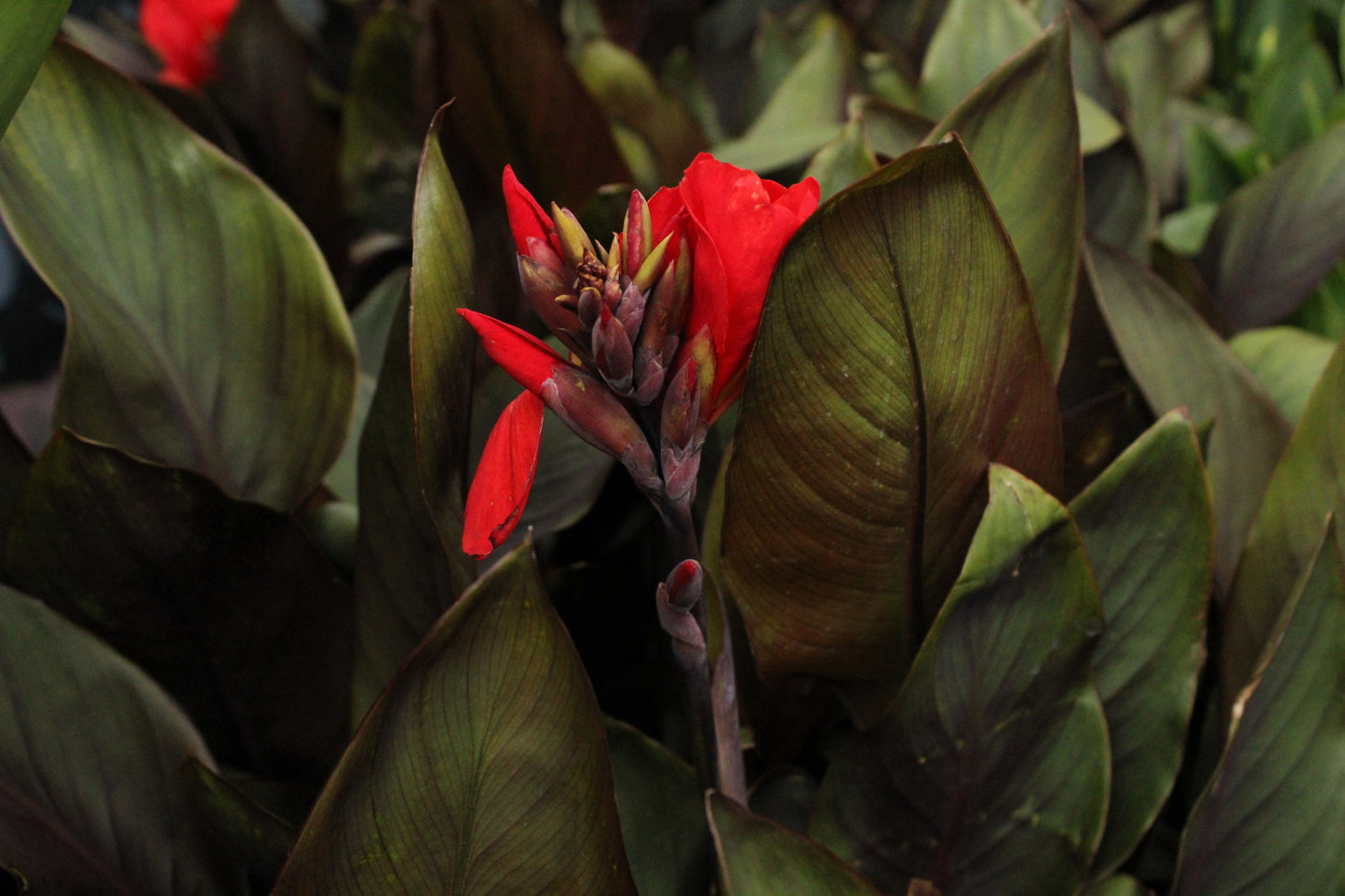 Canna Tropical Bronze Scarlet