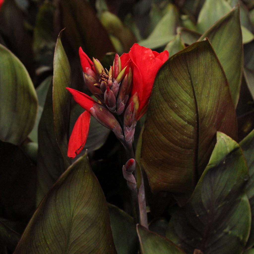 Canna Tropical Bronze Scarlet Image
