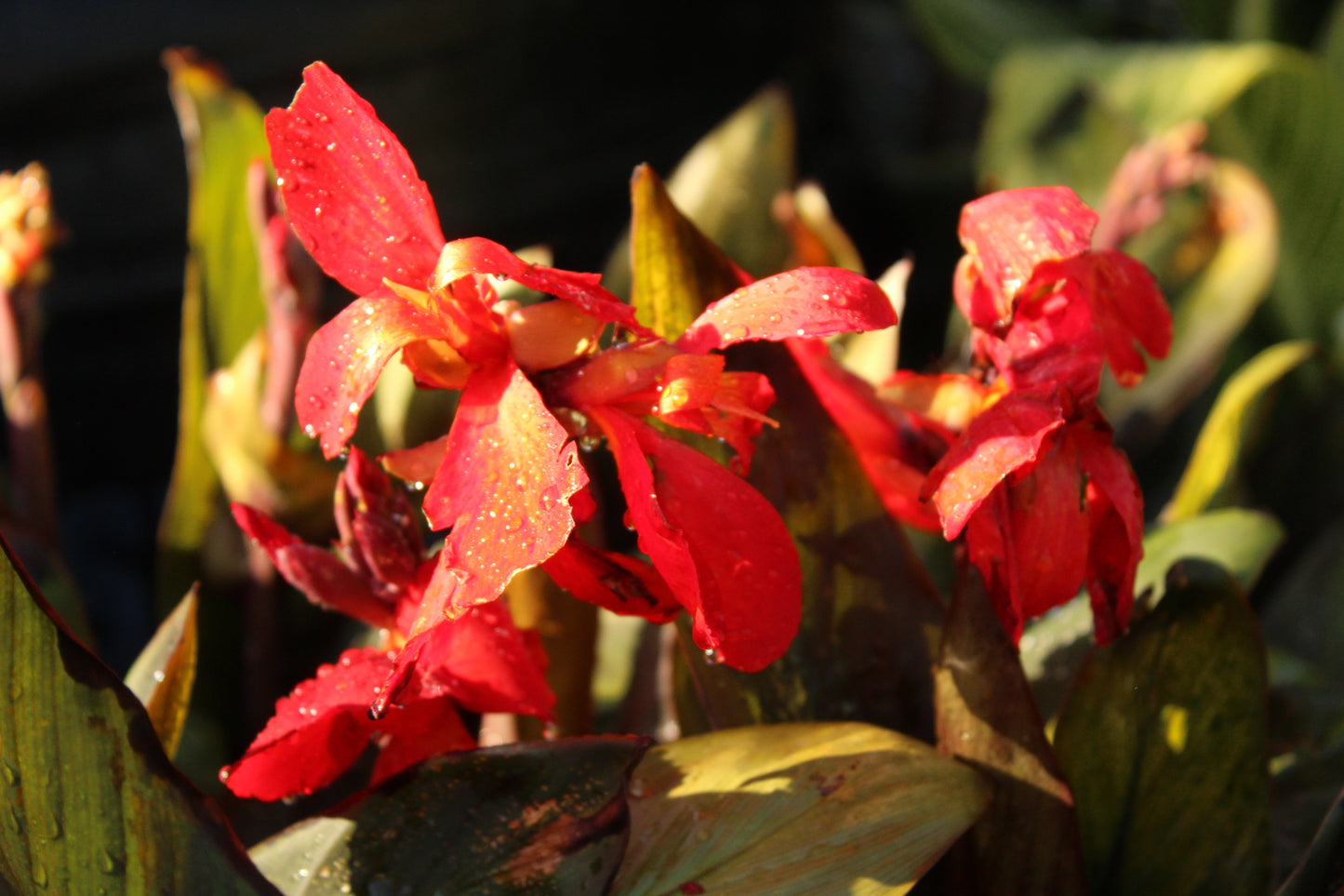 Canna Tropical Bronze Scarlet