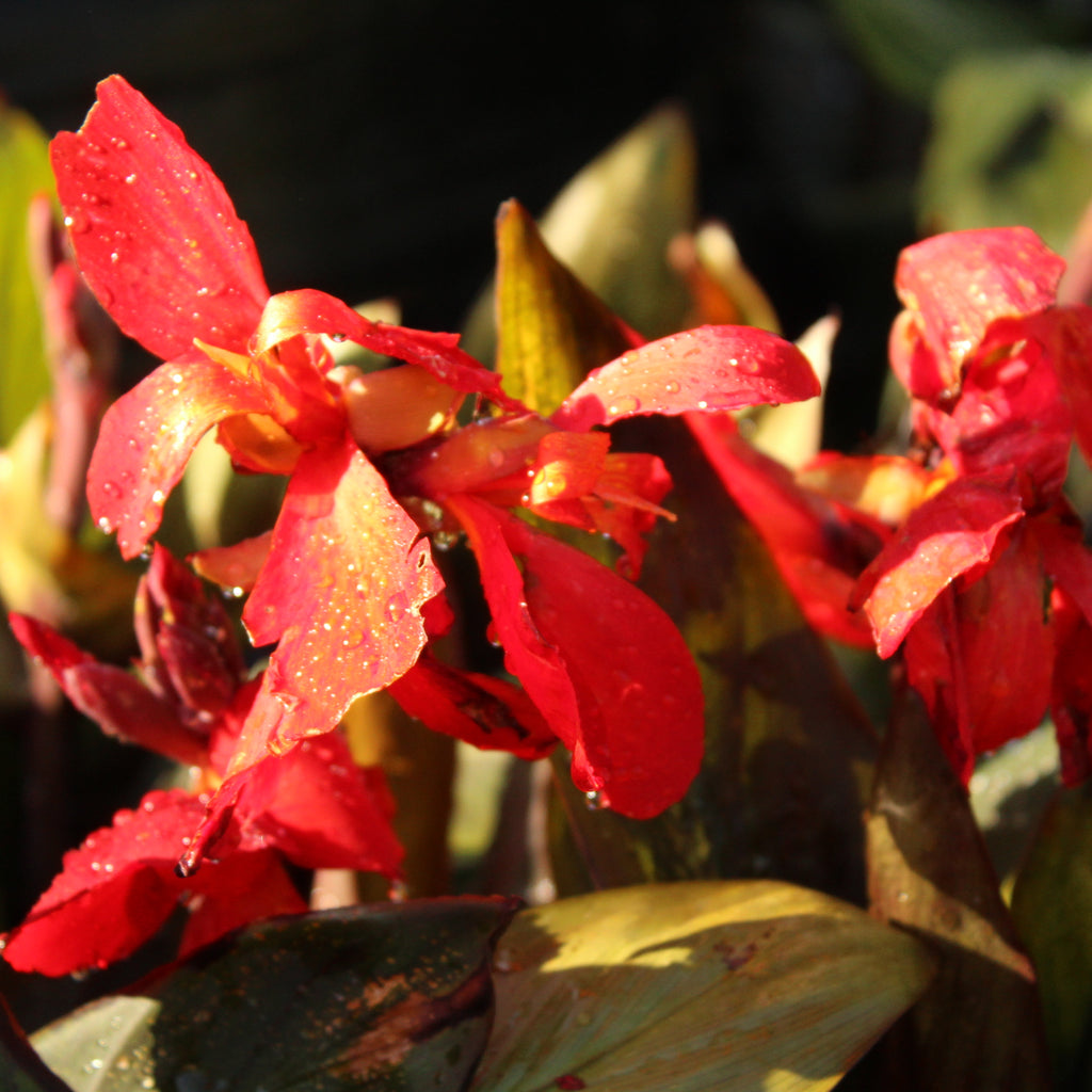 Canna Tropical Bronze Scarlet Image
