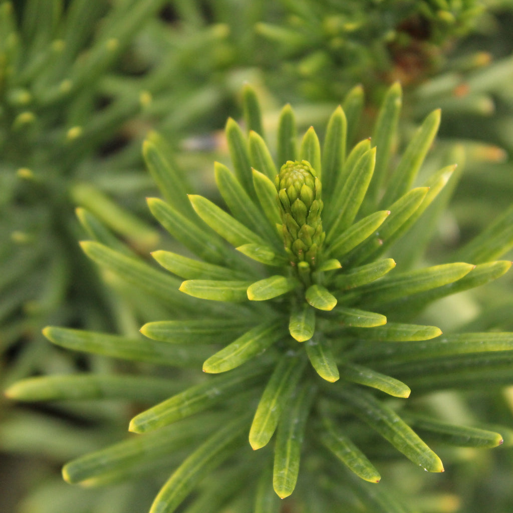 Cephalotaxus harringtonia Fastigiata Image