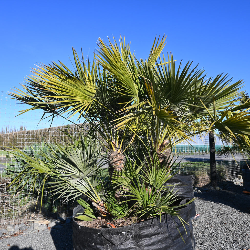 Chamaerops humilis Image