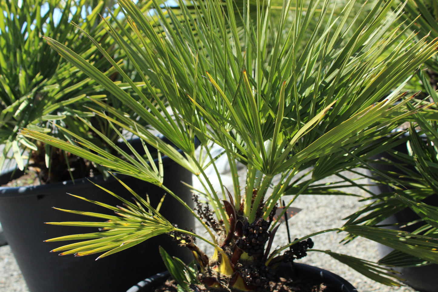Chamaerops humilis