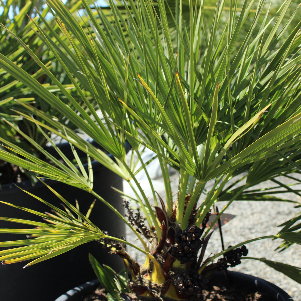 Chamaerops humilis Image