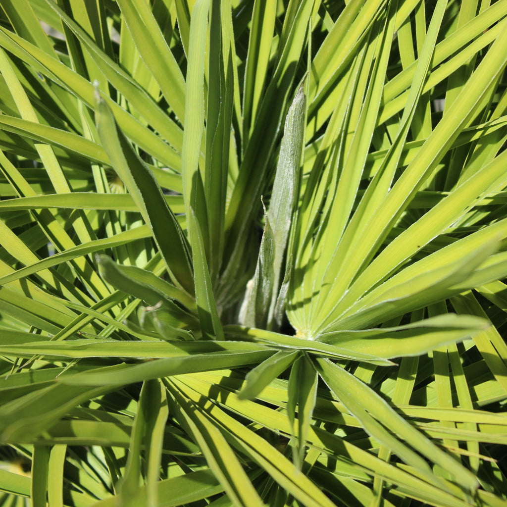 Chamaerops humilis Image