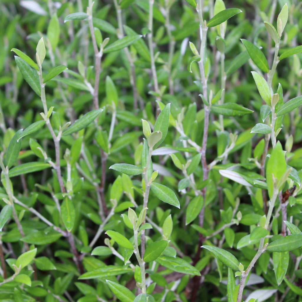 Corokia Geenty's Green Image