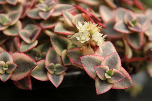 Crassula marginalis Rubra Variegata
