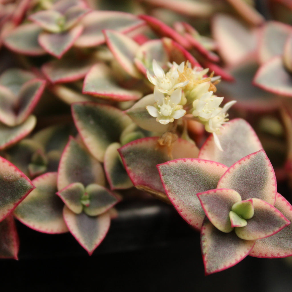Crassula marginalis Rubra Variegata Image