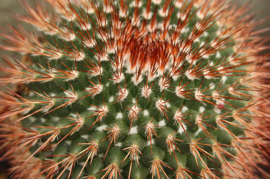Cactus