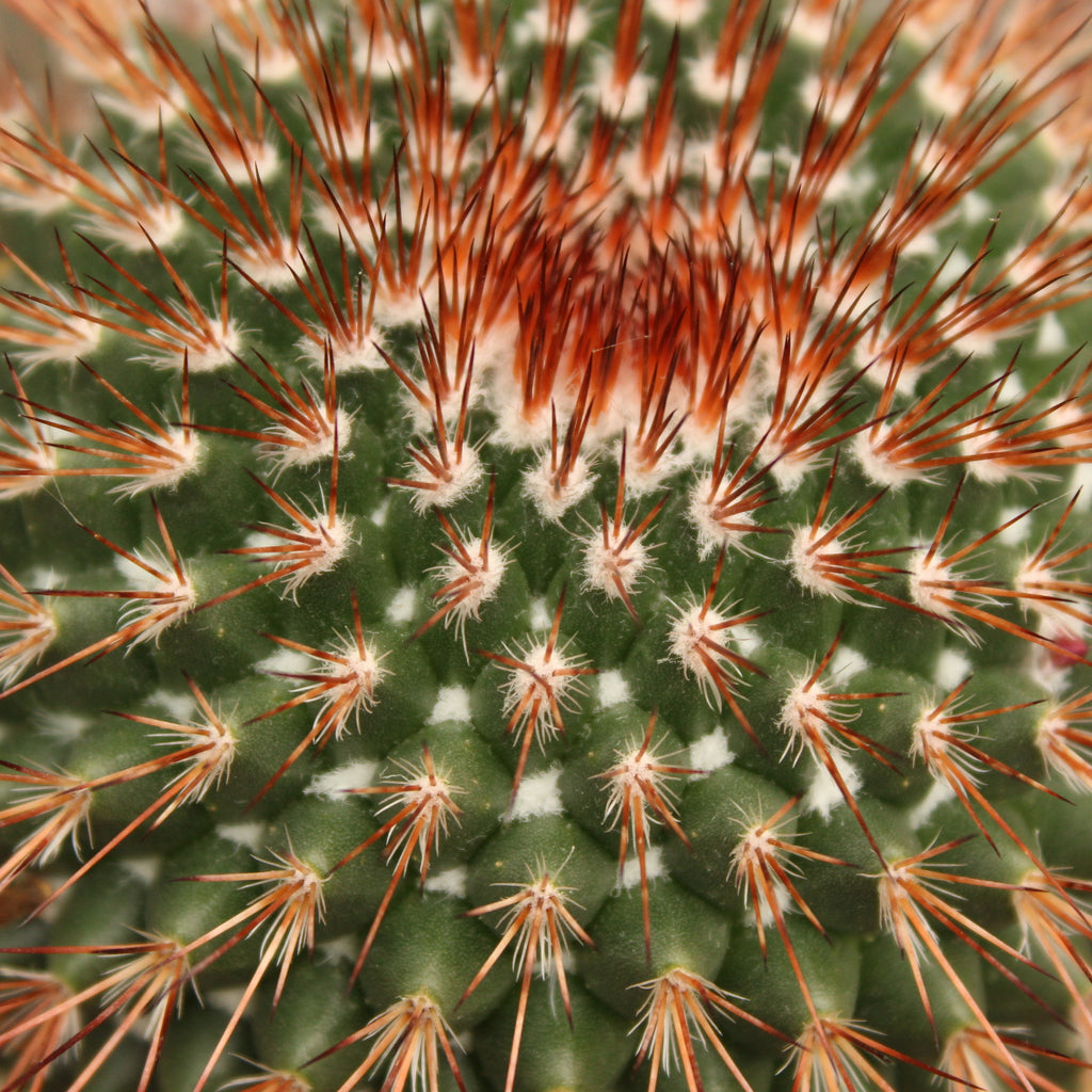 Cactus Image