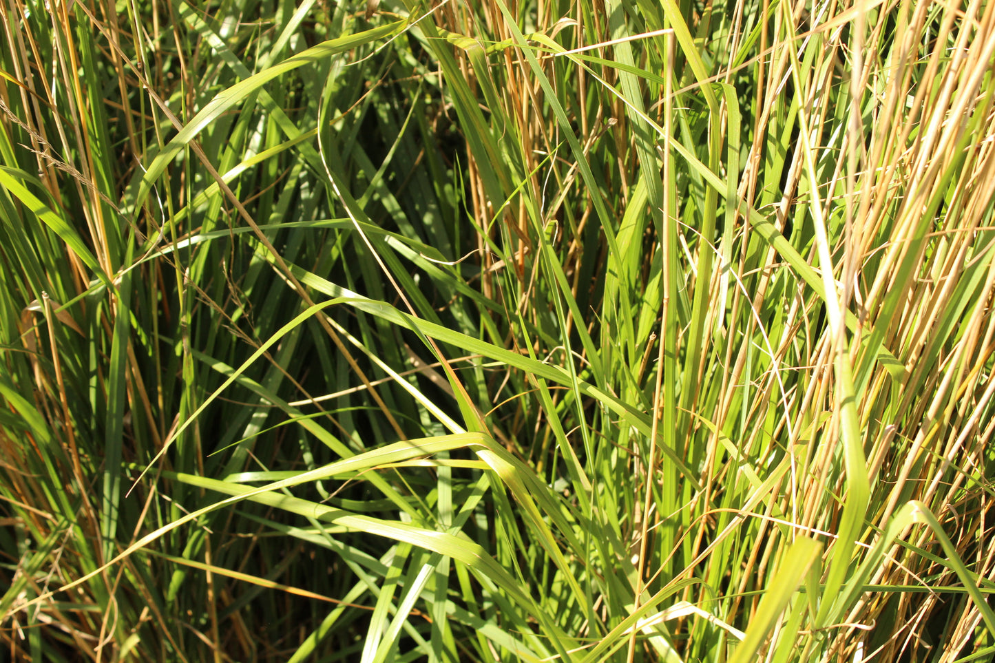 Calamagrostis Karl Foerster