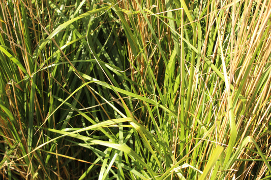 Calamagrostis Karl Foerster