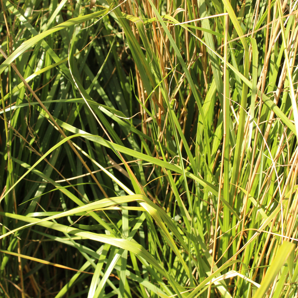 Calamagrostis Karl Foerster Image
