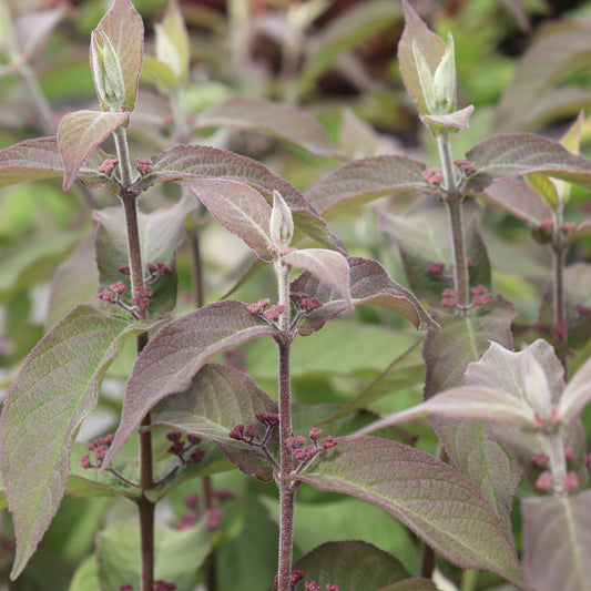 Callicarpa bodinieri