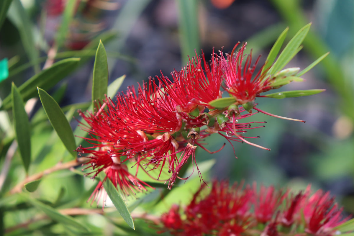 Callistemon Kings Park Special