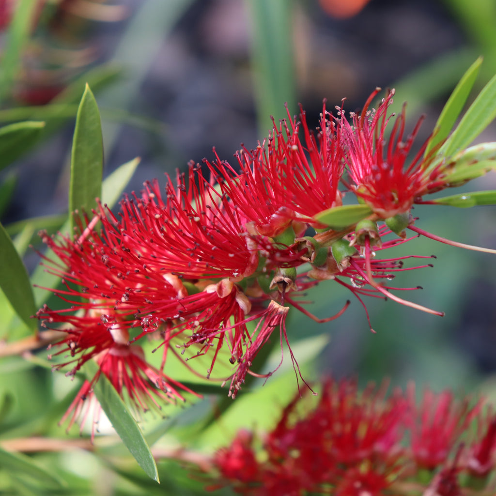Callistemon Kings Park Special Image