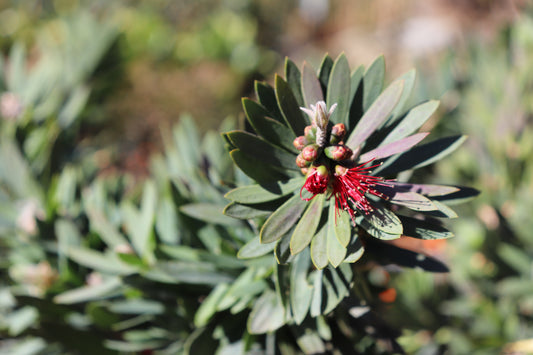 Callistemon Little John