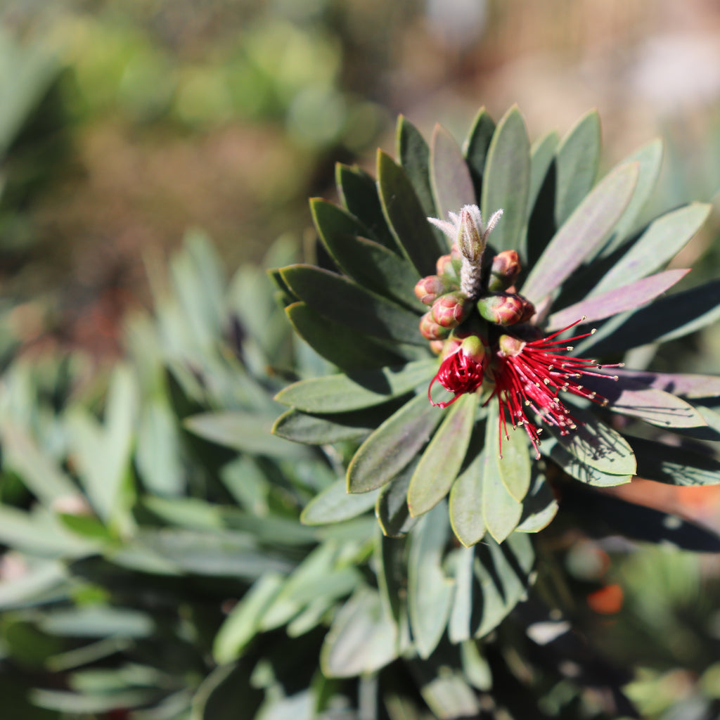 Callistemon Little John Image