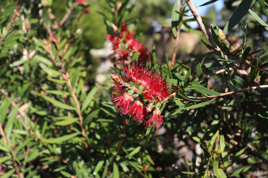 Callistemon Red Clusters 2
