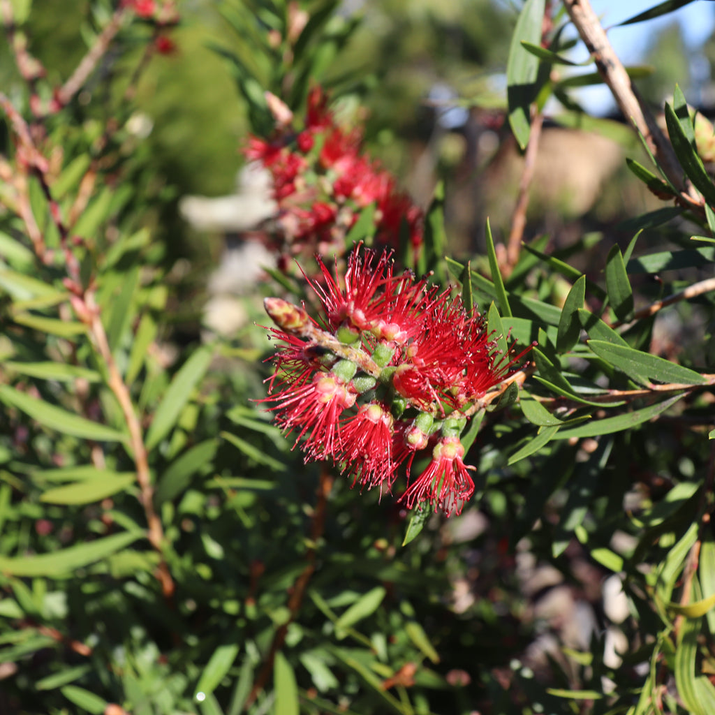 Callistemon Red Clusters Image