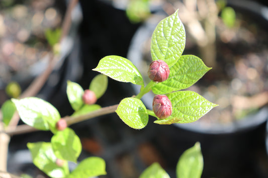 Calycanthus Hartlage Wine
