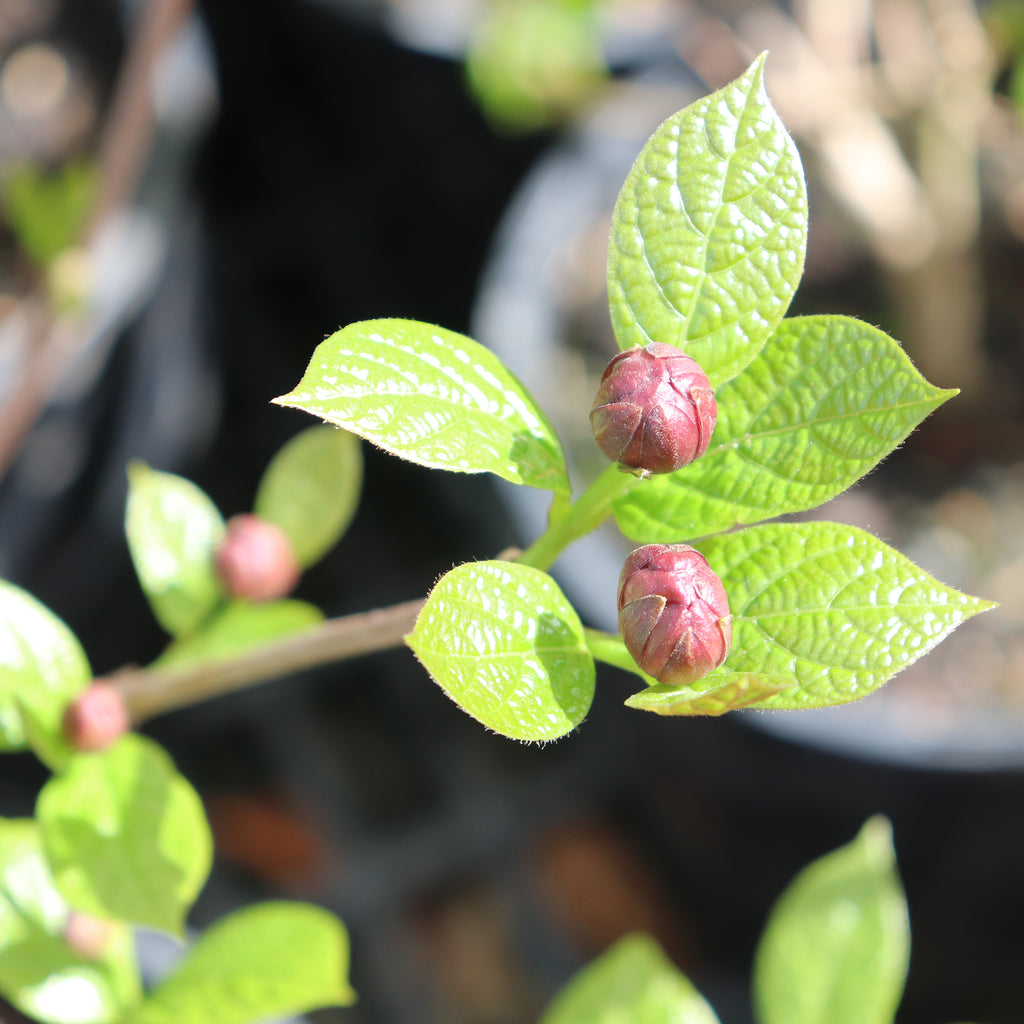 Calycanthus Hartlage Wine Image