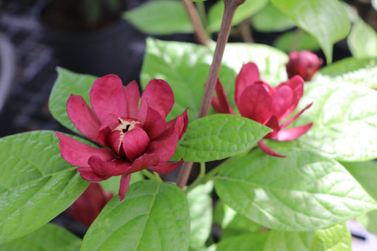 Calycanthus Hartlage Wine 2
