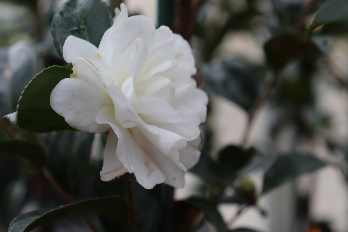 Camellia Avalanche