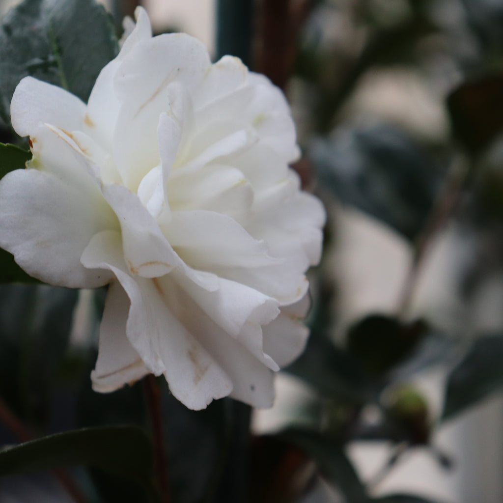 Camellia Avalanche Image