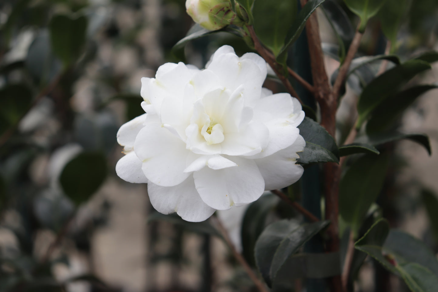 Camellia Avalanche 2