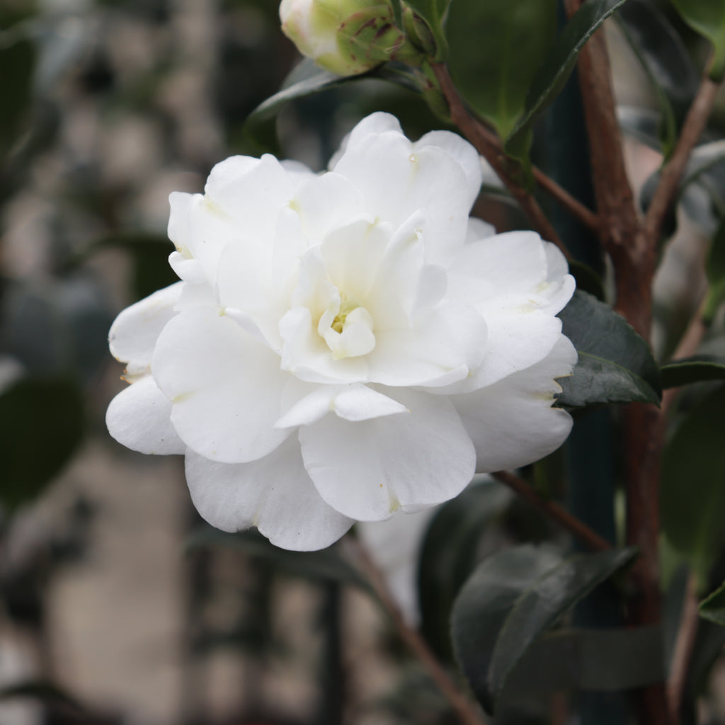 Camellia Avalanche Image