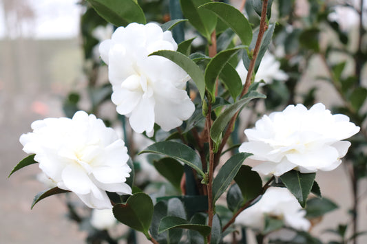 Camellia Avalanche 4