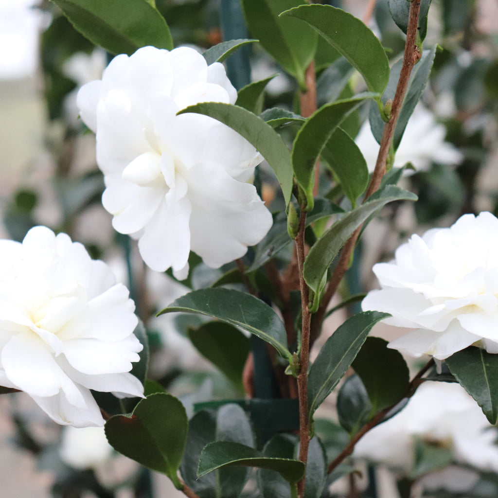 Camellia Avalanche Image