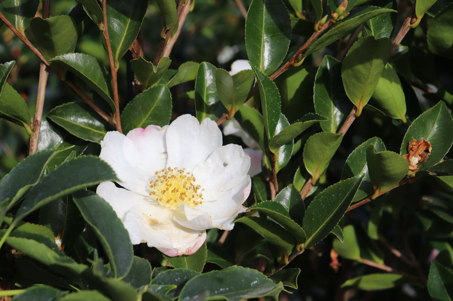 Camellia Blizzard