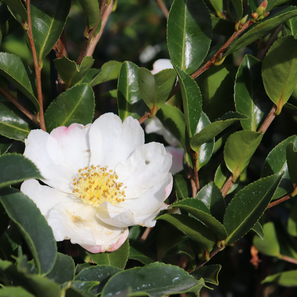 Camellia Blizzard Image