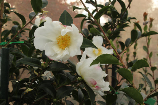 Camellia Blizzard flower