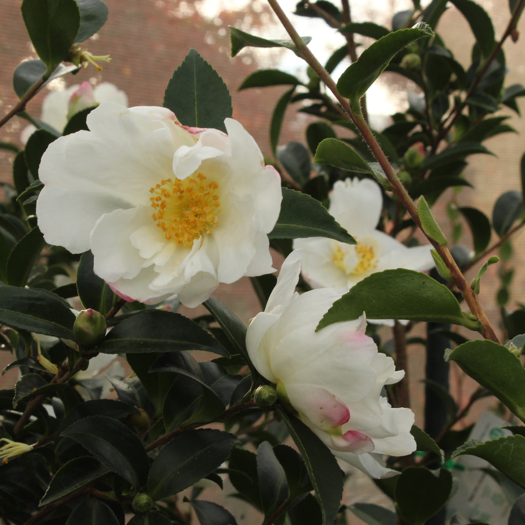 Camellia Blizzard Image