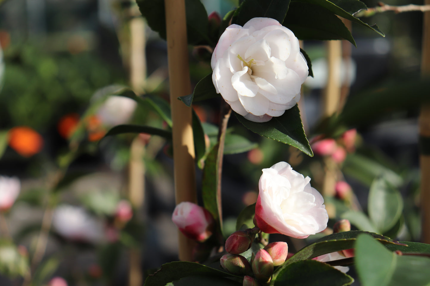 Camellia Cinnamon Cindy flower