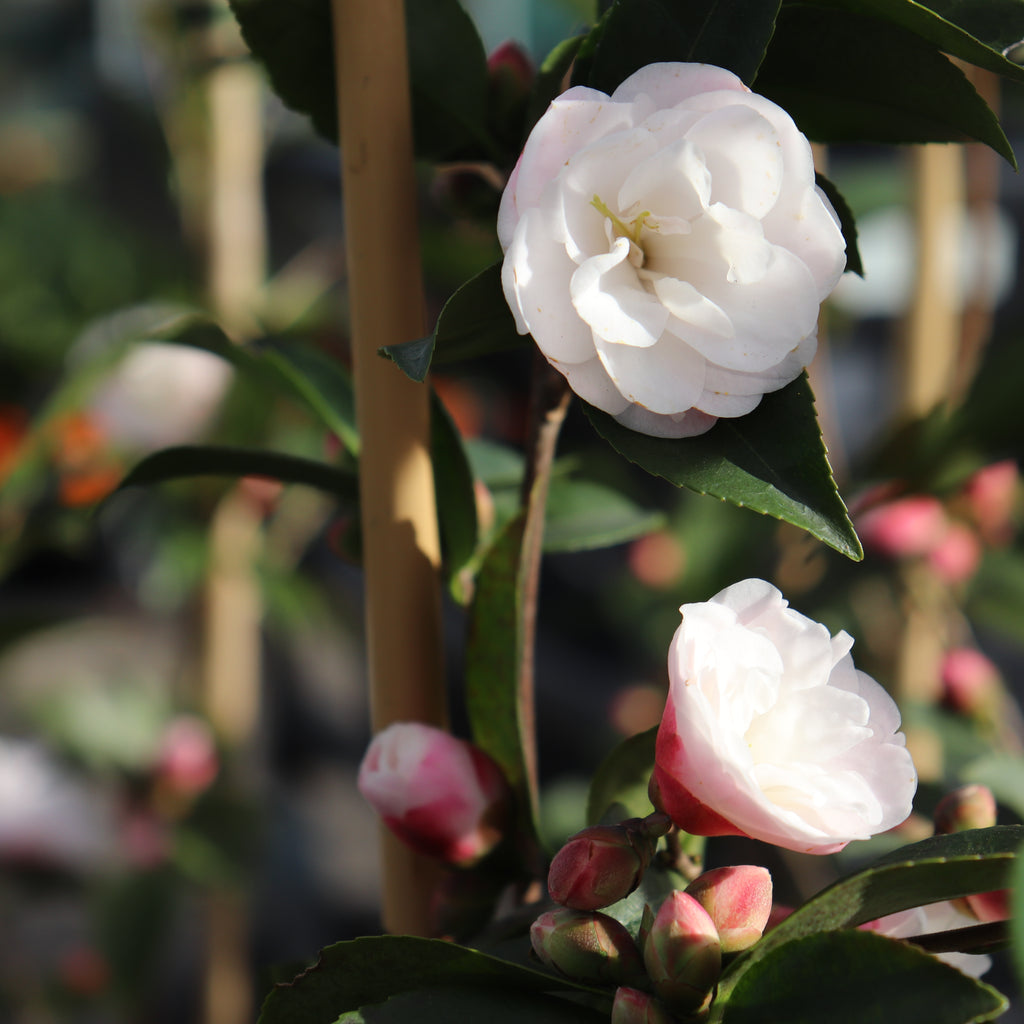 Camellia Cinnamon Cindy Image