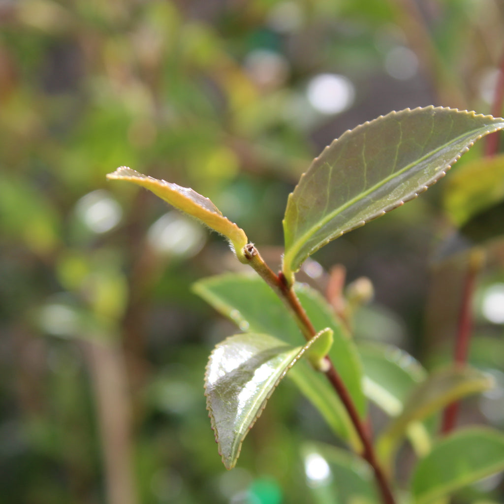 Camellia Early Pearly Image
