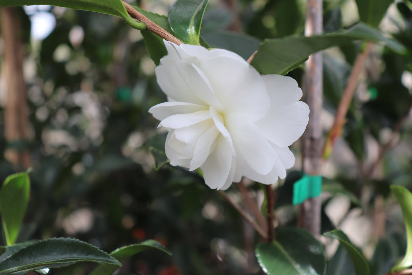 Camellia Early Pearly 2