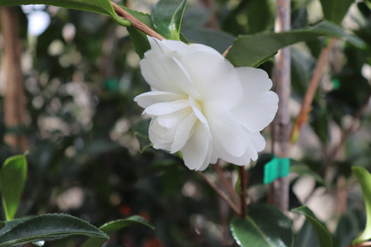 Camellia Early Pearly 2